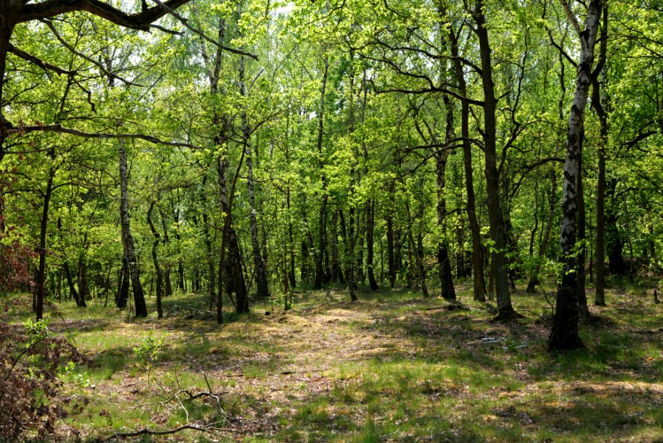Döberitzer Heide Ferbitzer Bruch 2020-05-08 09