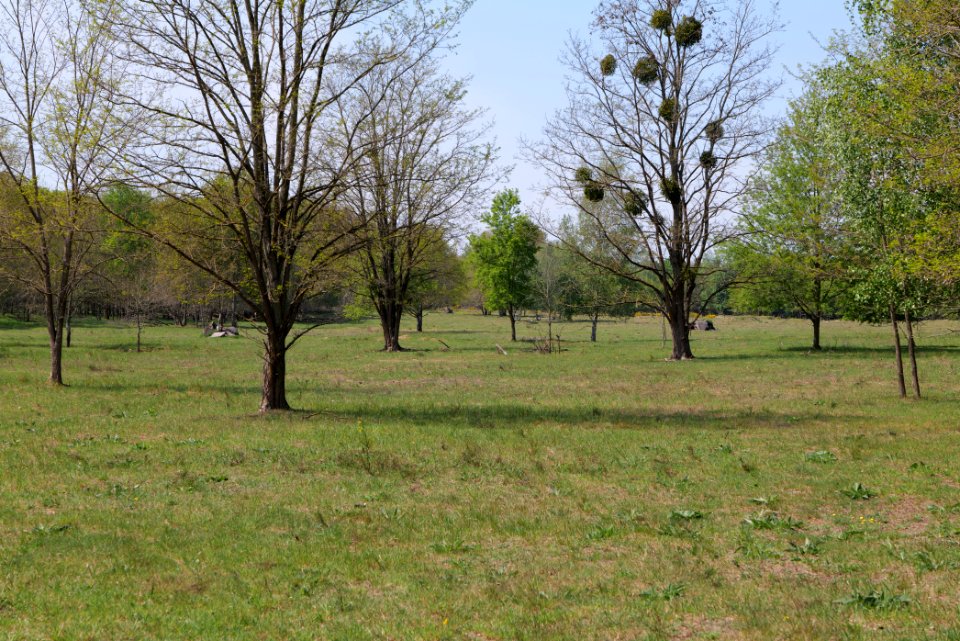 Döberitzer Heide open landscape 2020-05-08 100