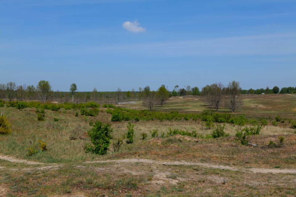 Döberitzer Heide open landscape 2020-05-08 08