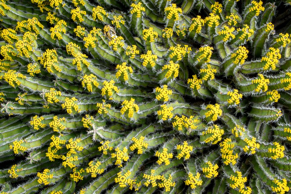 Nature plant sting