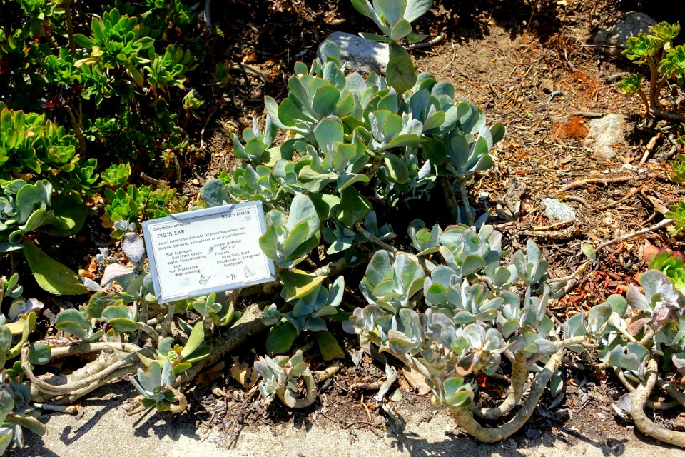 Cotyledon orbiculata var. oblonga (Cotyledon undulata) - Manhattan Beach Botanical Garden - Manhattan Beach, CA - DSC01230