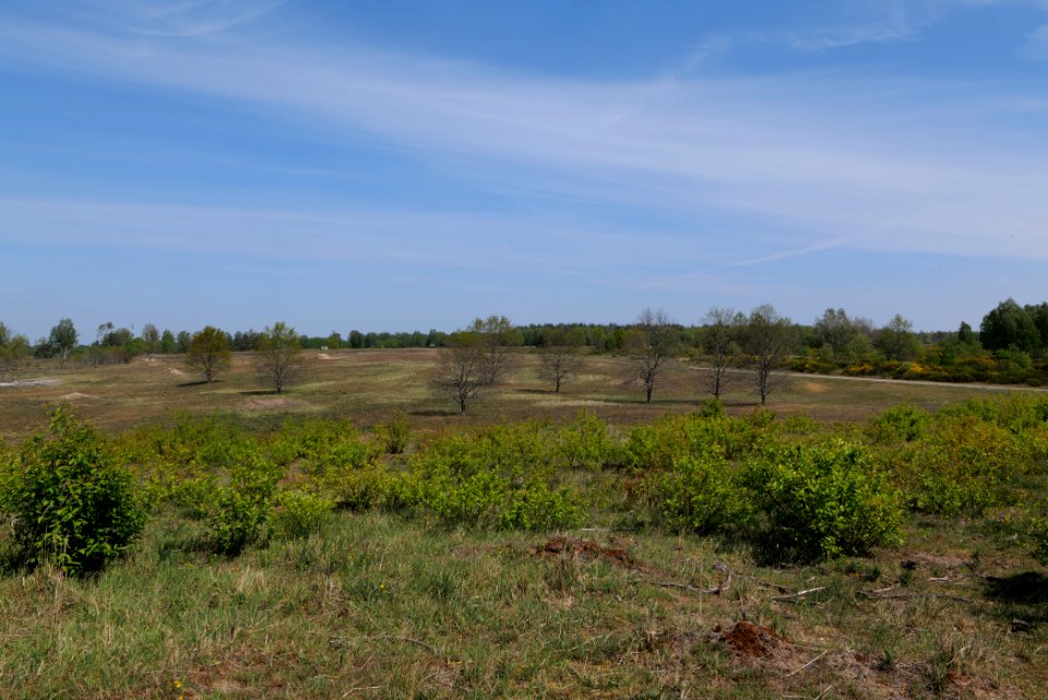 Döberitzer Heide open landscape 2020-05-08 11