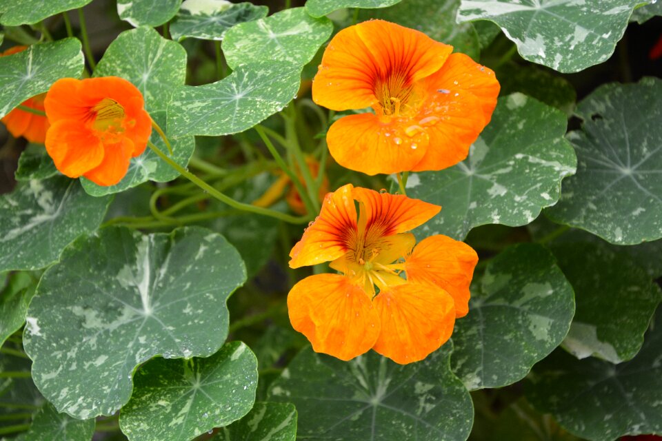 Garden flowers petals color orange