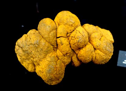 Coprolite 2 of 2, Upper Triassic period - University of Arizona Mineral Museum - University of Arizona - Tucson, AZ - DSC08569