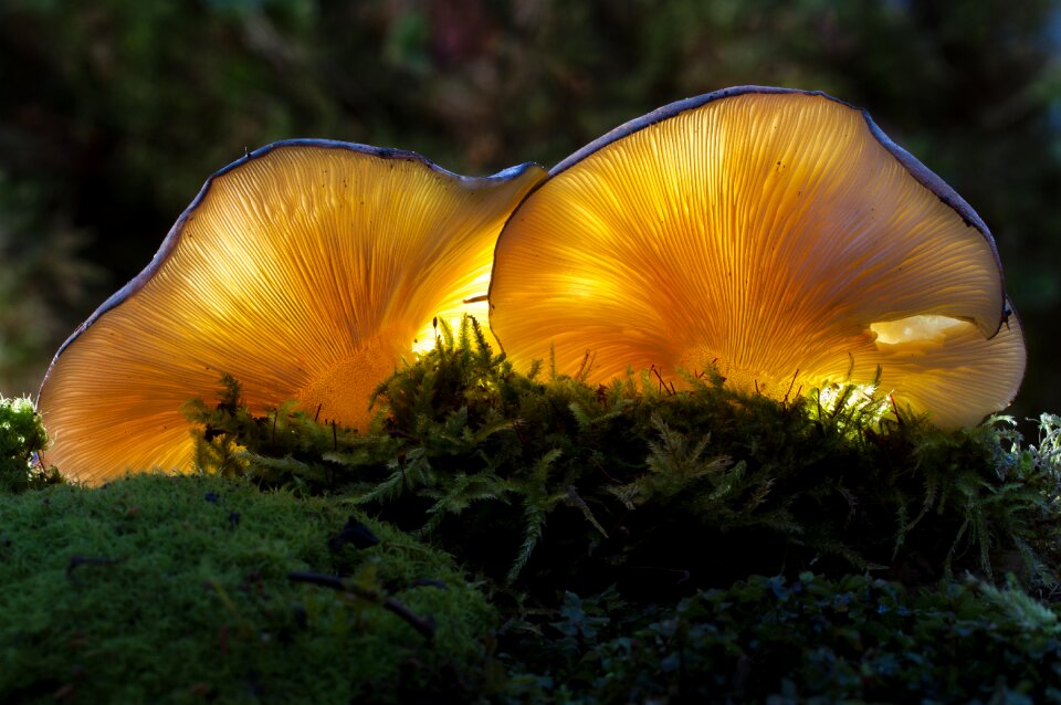 Plant moss forest mushrooms