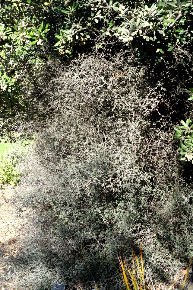 Corokia cotoneaster - Leaning Pine Arboretum - DSC05810