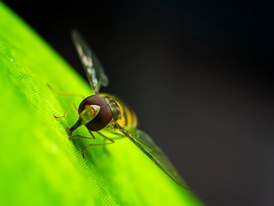 Insect macro close up photo