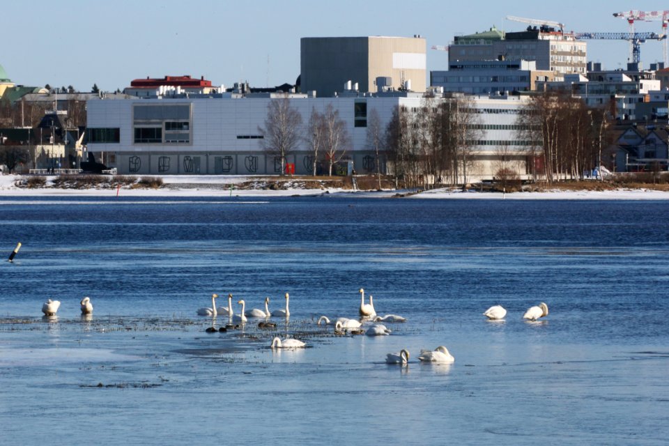 Cygnus cygnus Rommakonselkä Oulu 20200321 04