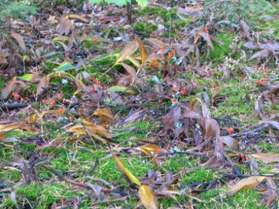 Convallaria majalis 9225