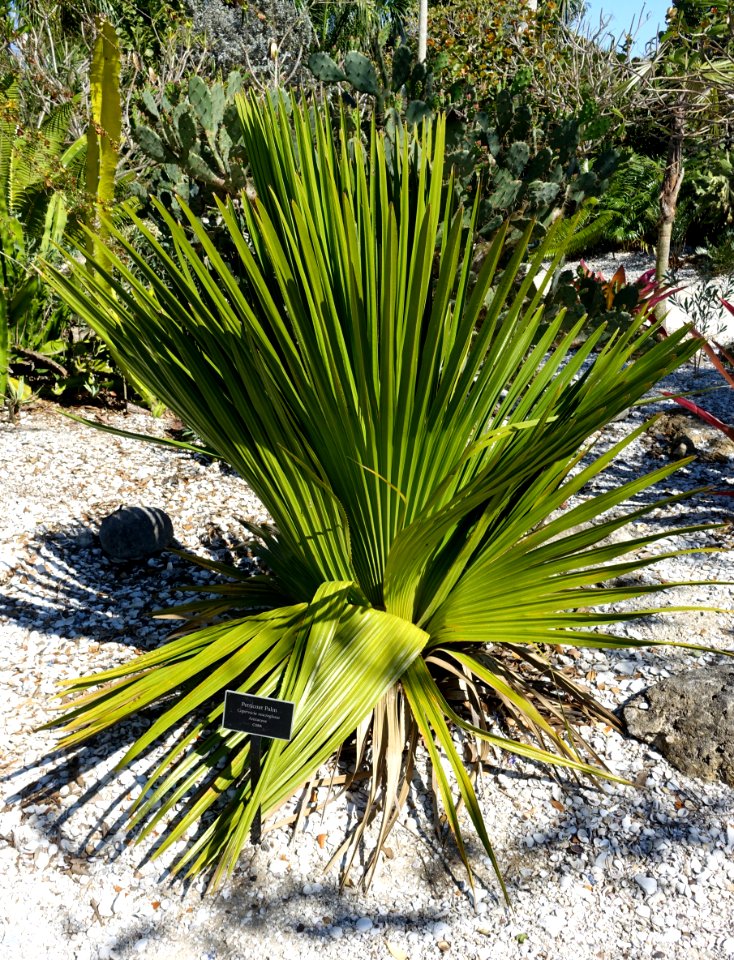 Copernicia macroglossa - Naples Botanical Garden - Naples, Florida - DSC00005