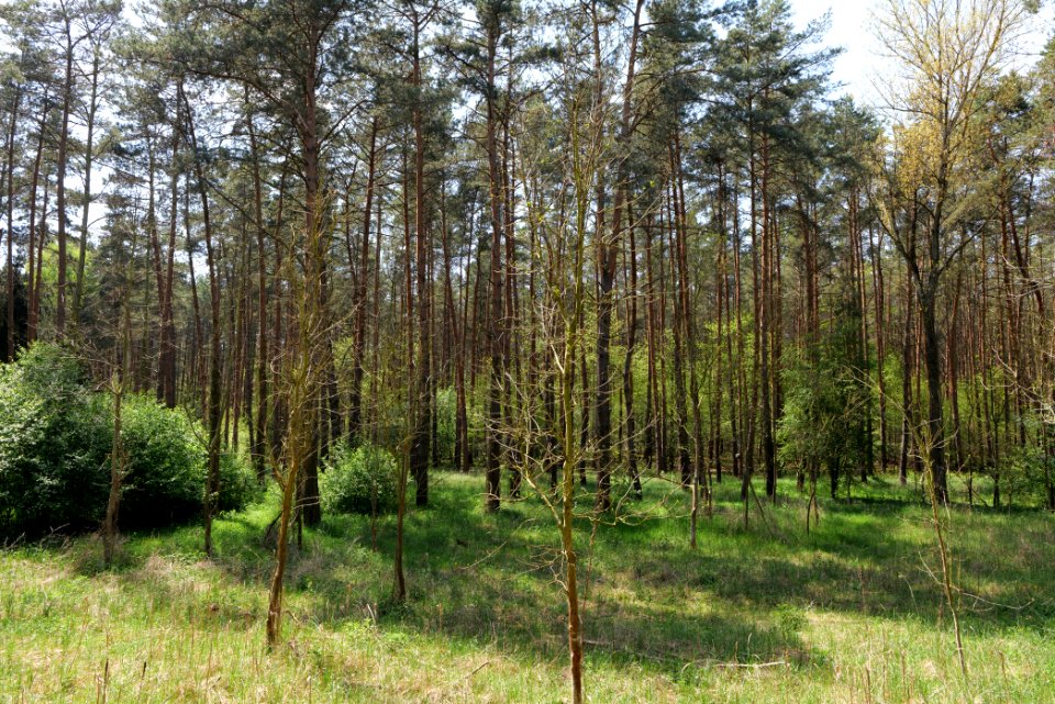 Diedersdorfer Heide und Großbeerener Graben 2021-05-11 09