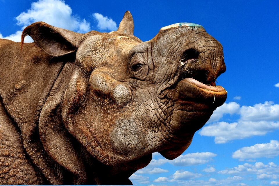 Pachyderm rhinoceros zoo