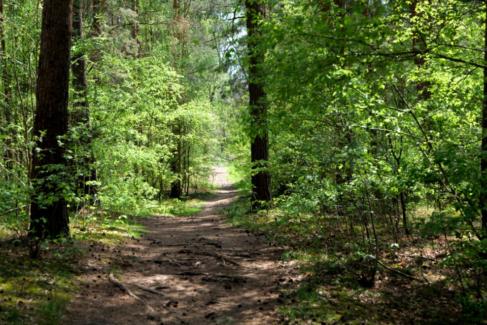 Diedersdorfer Heide und Großbeerener Graben 2021-05-11 02