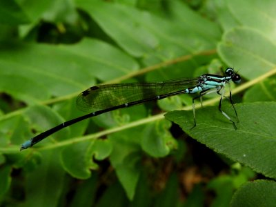 Copera annulata,2017-07-29-C