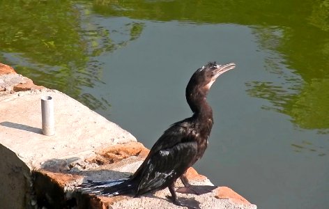 Cormorant Diver Bird (154948079)