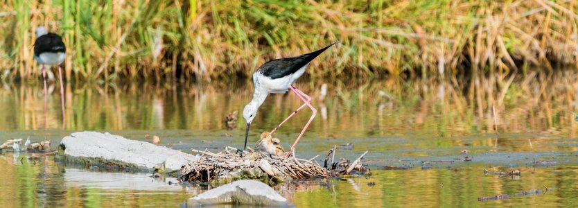 Avocet bird watt bird