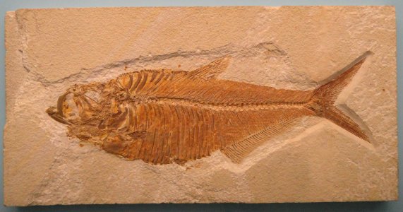 Diplomystus - Naturmuseum Senckenberg - DSC02163