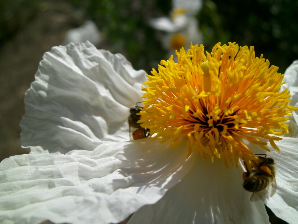 Bees nature sunny