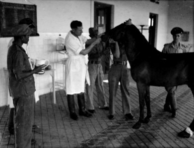 Dierenarts onderzoekt paard, Bestanddeelnr 14900