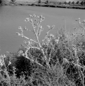 Distels aan de oever van een water, Bestanddeelnr 255-4264