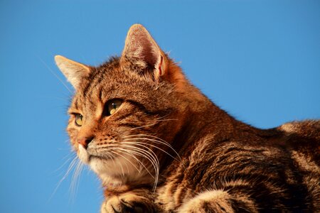 Friend mammal domestic cat photo