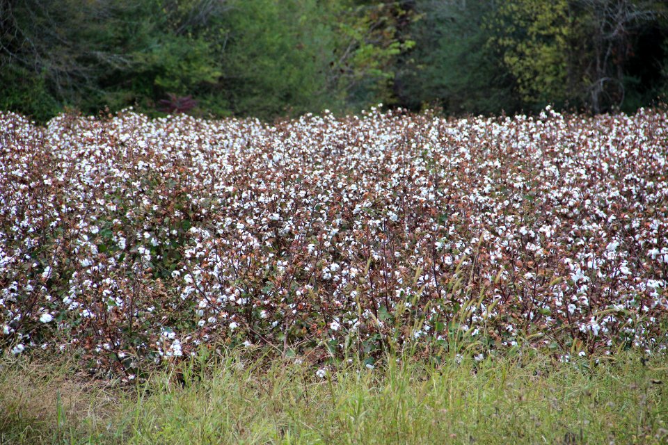 Cotton field, Cliff Nelson Rd @ Taylorsville Macedona Rd, Bartow County, Oct 2017