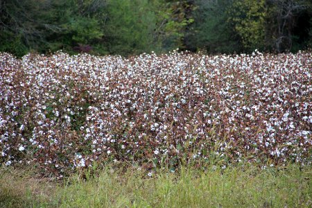 Cotton field, Cliff Nelson Rd @ Taylorsville Macedona Rd, Bartow County, Oct 2017