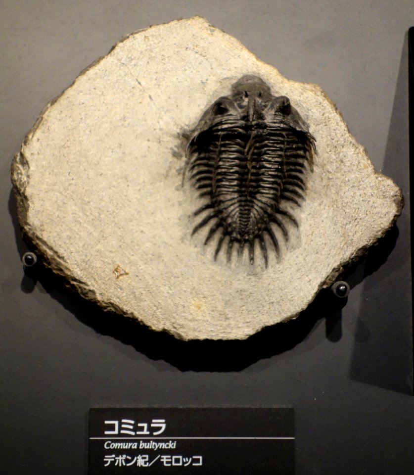 Comura bultyncki - National Museum of Nature and Science, Tokyo - DSC07759