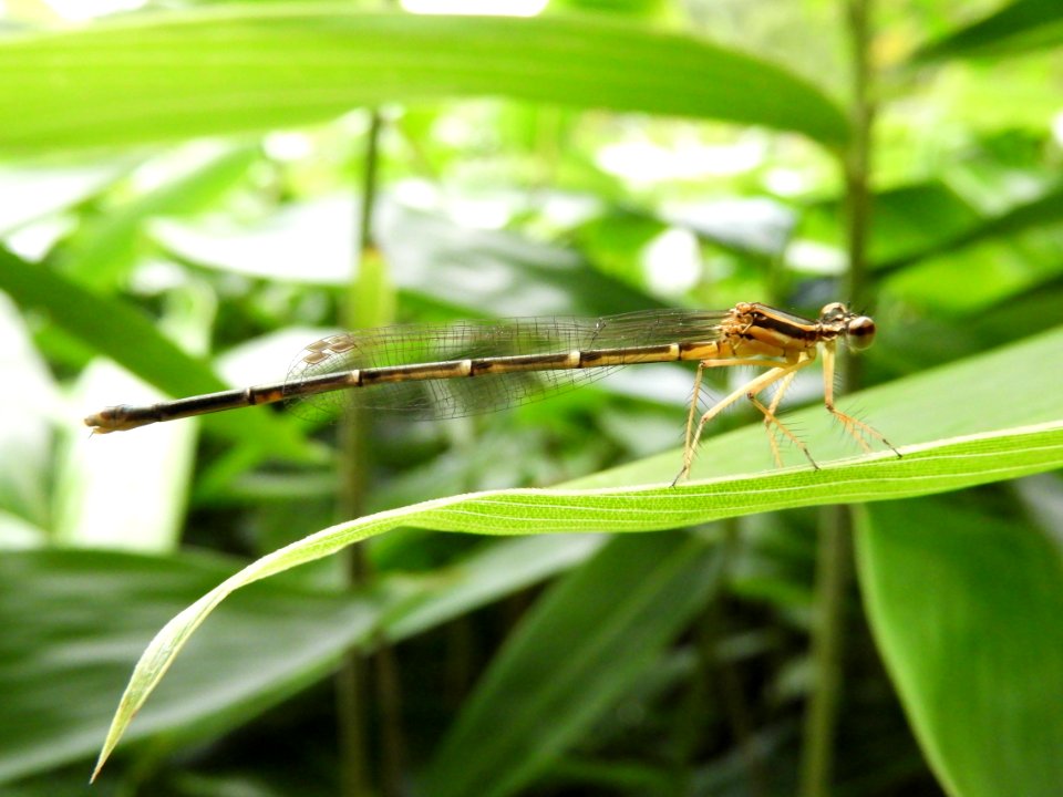 Copera annulata,2017-07-17-b