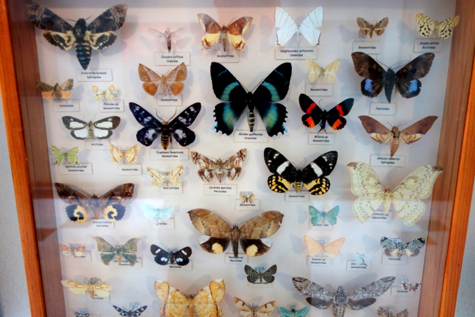 Display - Bohart Museum of Entomology - University of California, Davis - DSC03367