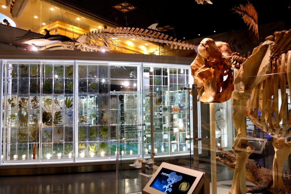 Displays - National Museum of Nature and Science, Tokyo - DSC07489