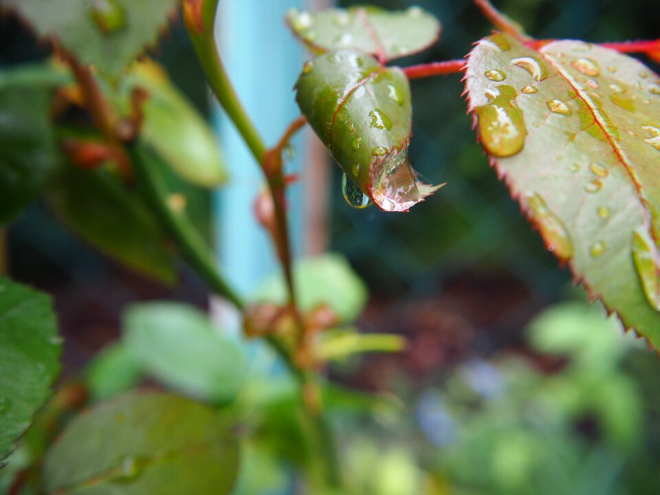 Leaf rosenblatt drip