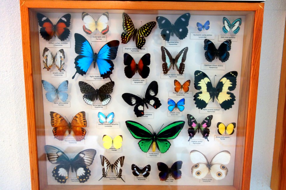 Display - Bohart Museum of Entomology - University of California, Davis - DSC03366