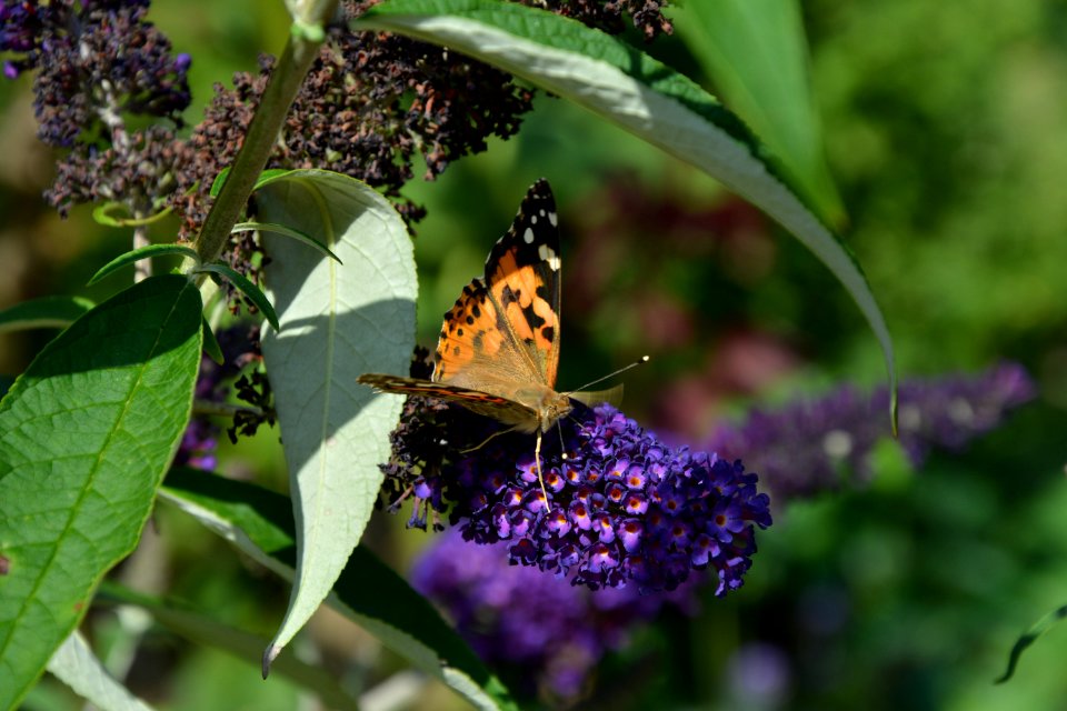 Distelfalter (Vanessa cardui) auf Schmetterlingsflieder