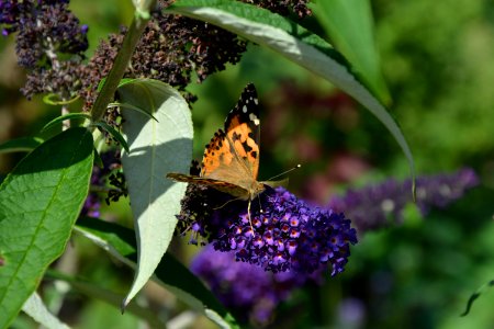 Distelfalter (Vanessa cardui) auf Schmetterlingsflieder photo