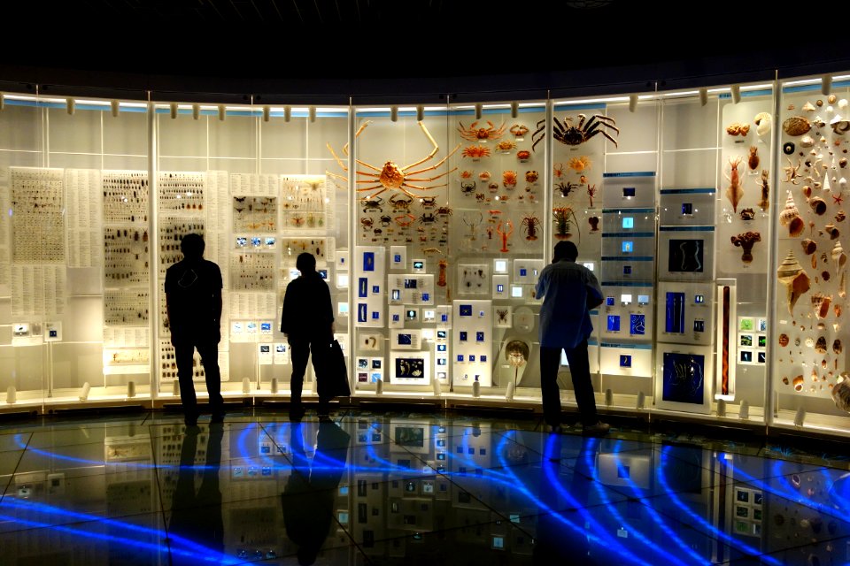 Displays - National Museum of Nature and Science, Tokyo - DSC07606