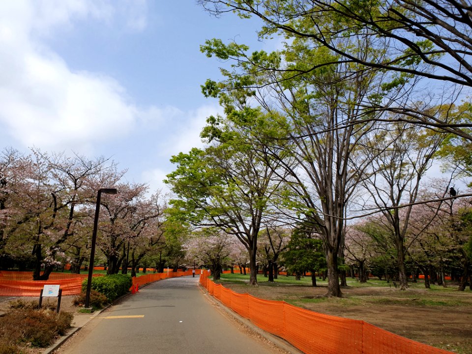 Covid-19 prevention anti-hanami fencing at Yoyogi Park 6