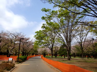 Covid-19 prevention anti-hanami fencing at Yoyogi Park 6 photo