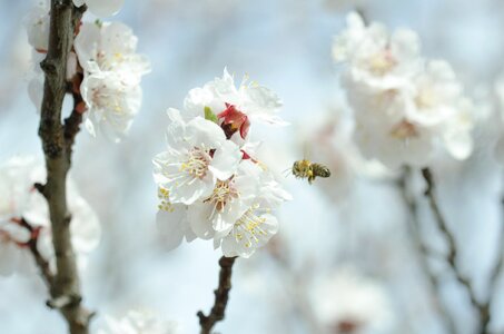 Insect tree branch