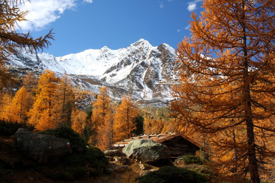 Tree mountain val d'ultimo