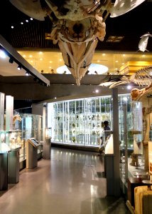Displays - National Museum of Nature and Science, Tokyo - DSC07473