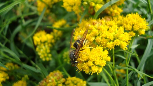 Hornet eusocial wasp insect