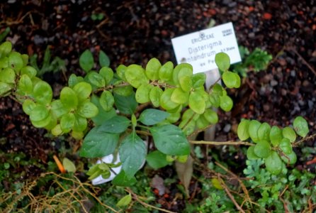 Disterigma pentandrum - Botanischer Garten - Heidelberg, Germany - DSC00973