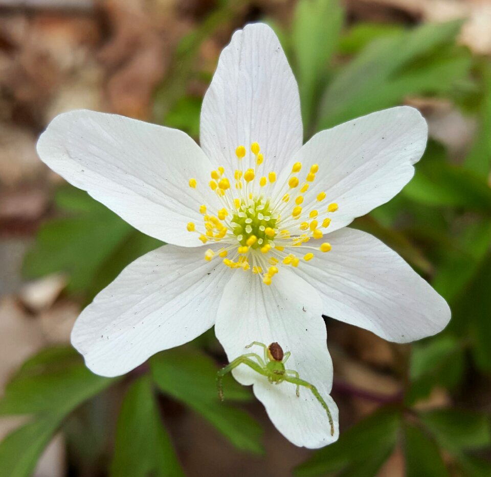 Spider white flower nature photo