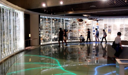 Displays - National Museum of Nature and Science, Tokyo - DSC07503