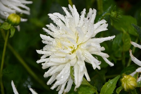 Massif petals botanical garden