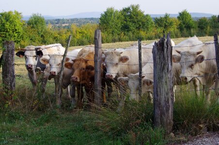 Field animals cow