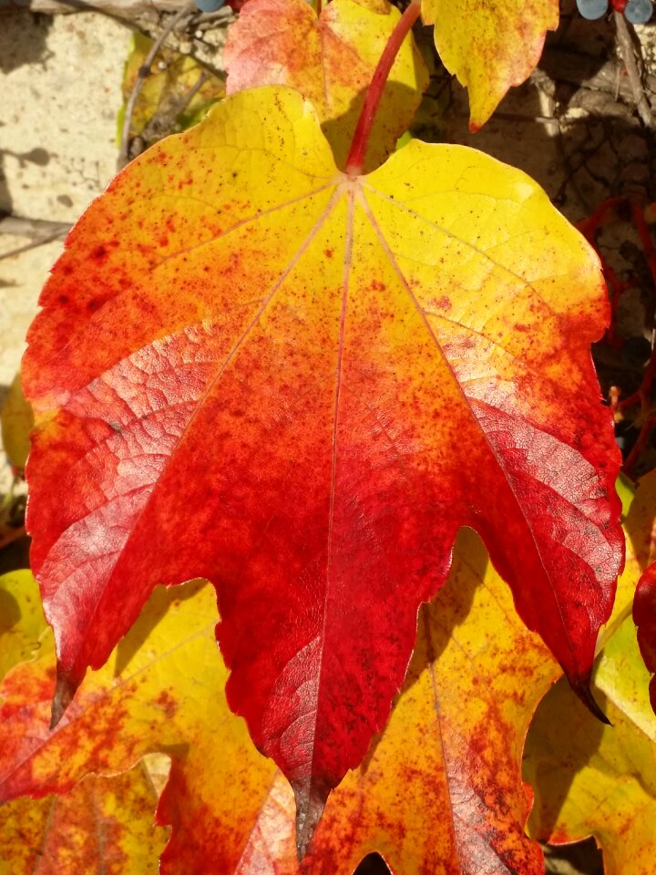 Leaves red leaves fall color photo