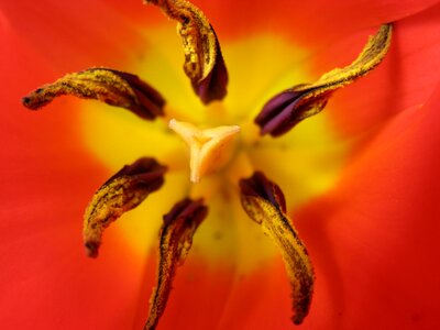 Pollen pollen sacks red