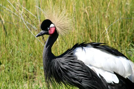 Nature animal outdoors